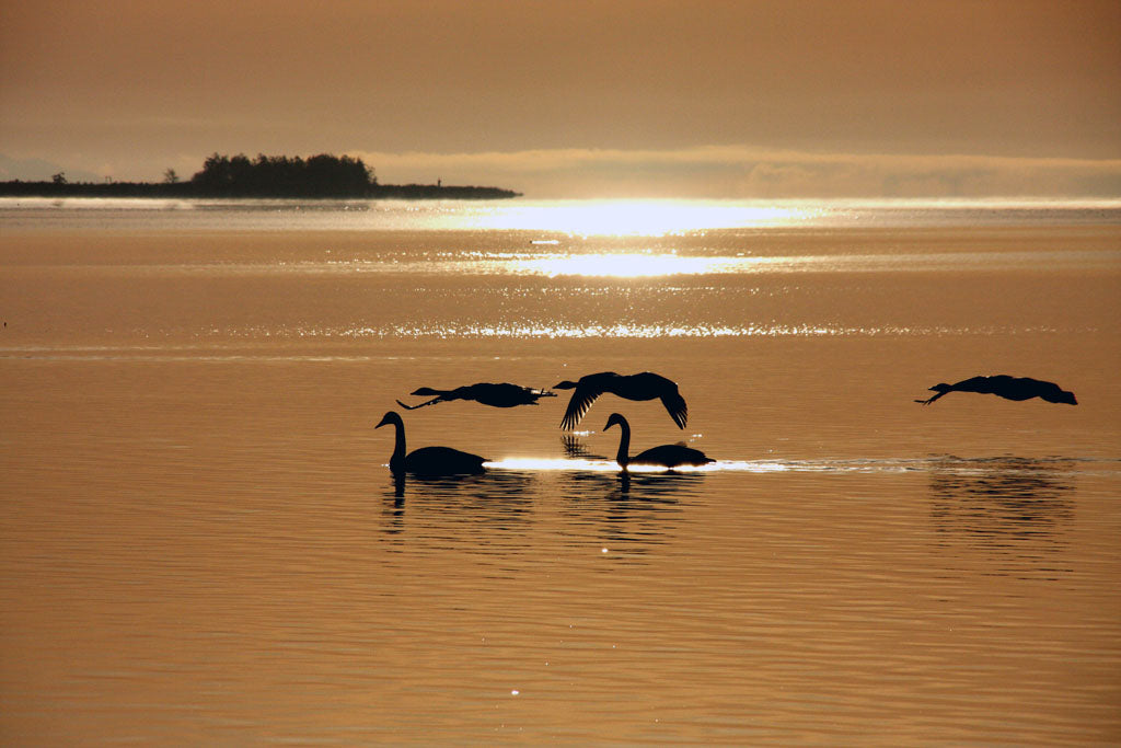 Trumpeters 12436