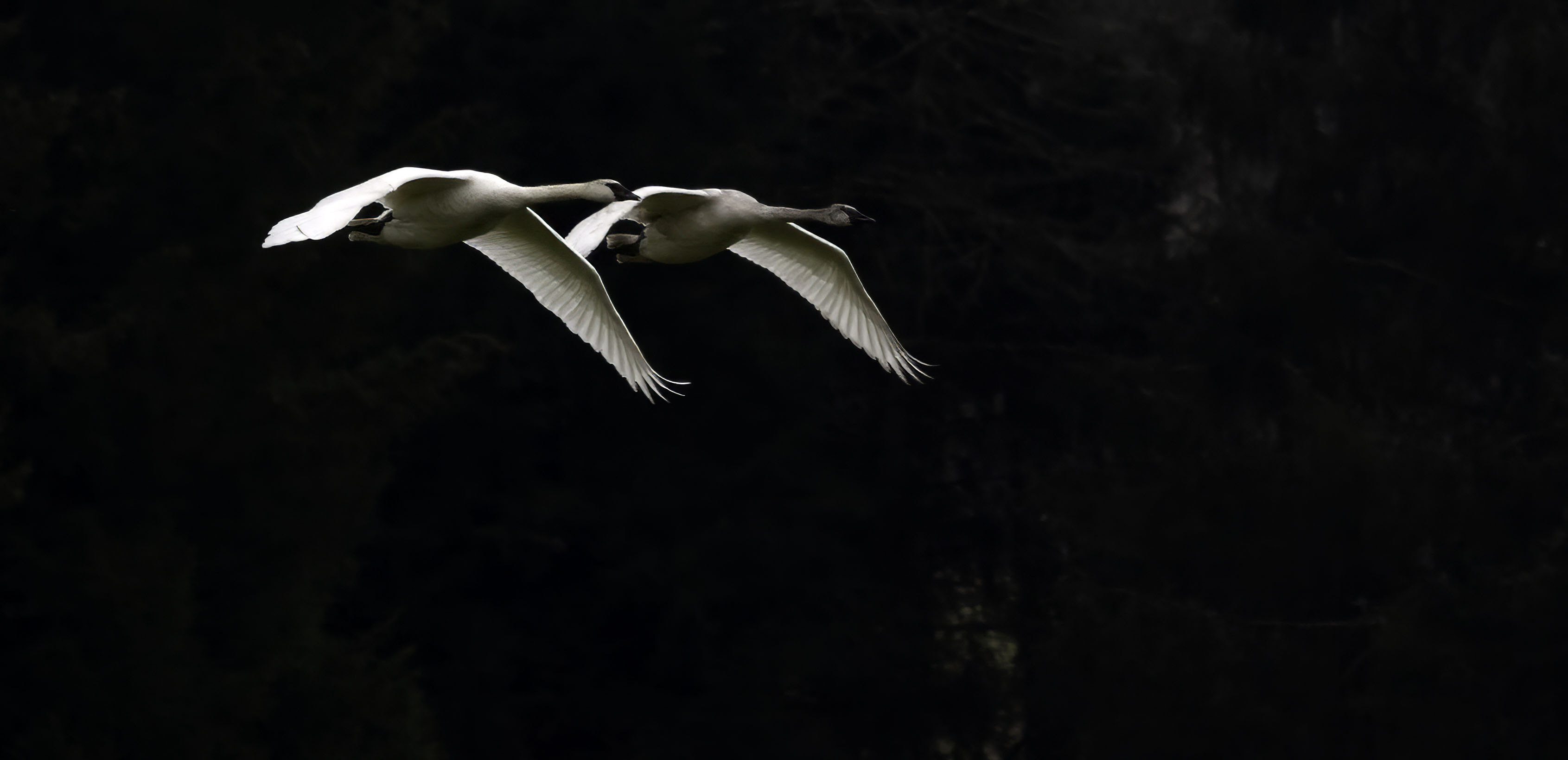 Trumpeter Swans