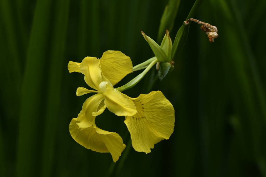 Yellow Iris