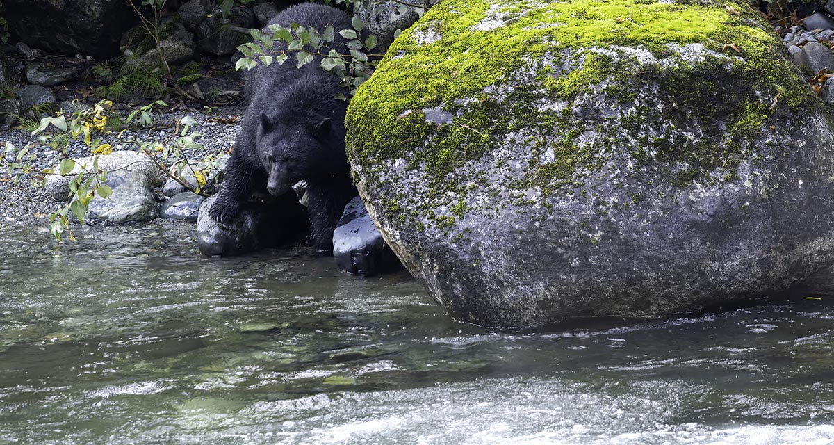 Waiting for Fish Dinner
