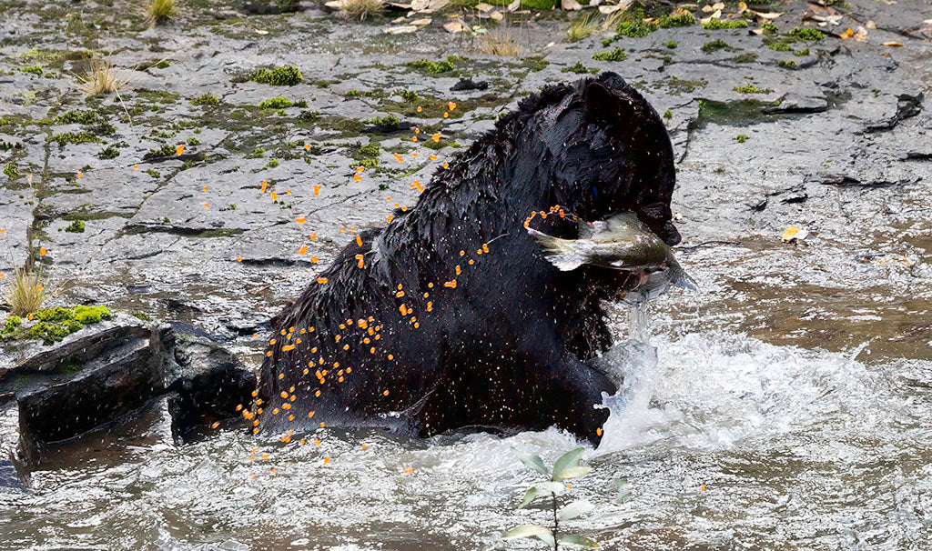 Black Bear, Salmon Roe