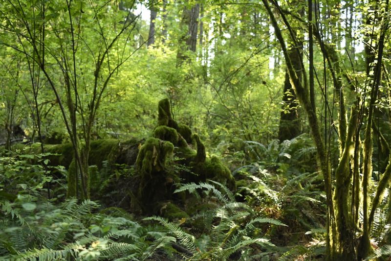 Second Growth Rainforest