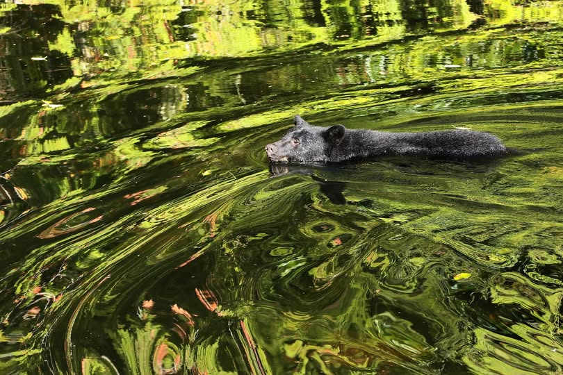 Swimming in Reflections