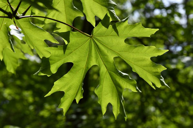 Backlit Maple Leaves