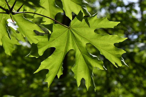 Backlit Maple Leaves