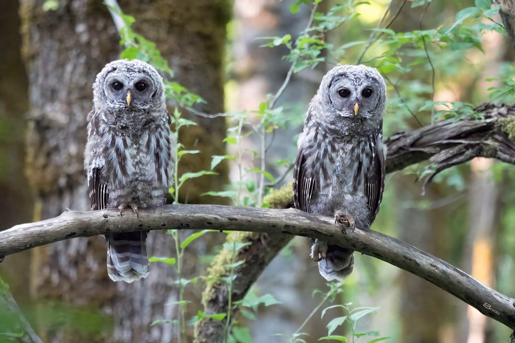 Barred owls - 24" X 36"