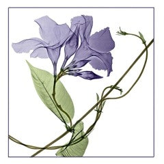 Mandevilla Vine