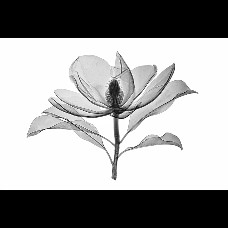 Magnolia - B&W #1