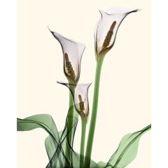 Calla Lilies
