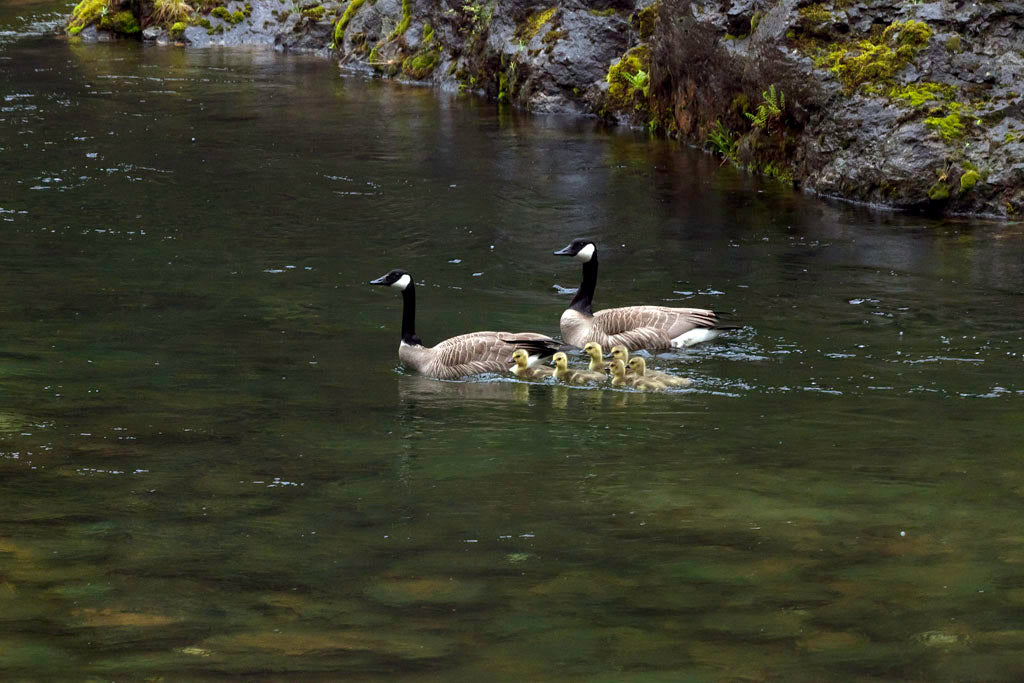 Canada Geese