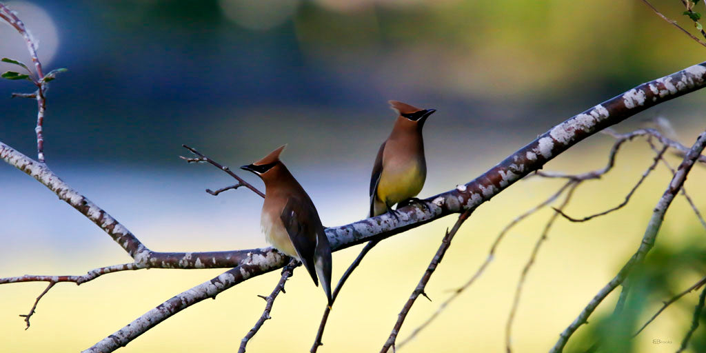 Cedar Waxwings