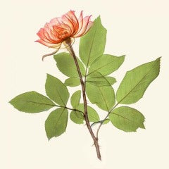 Heart of a Rose