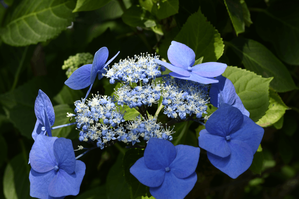 Blue part shade