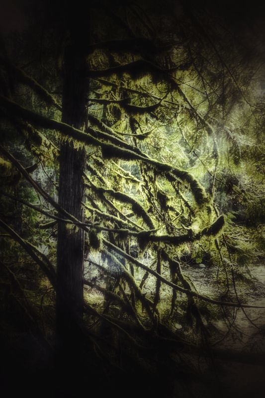 Back-lit tree