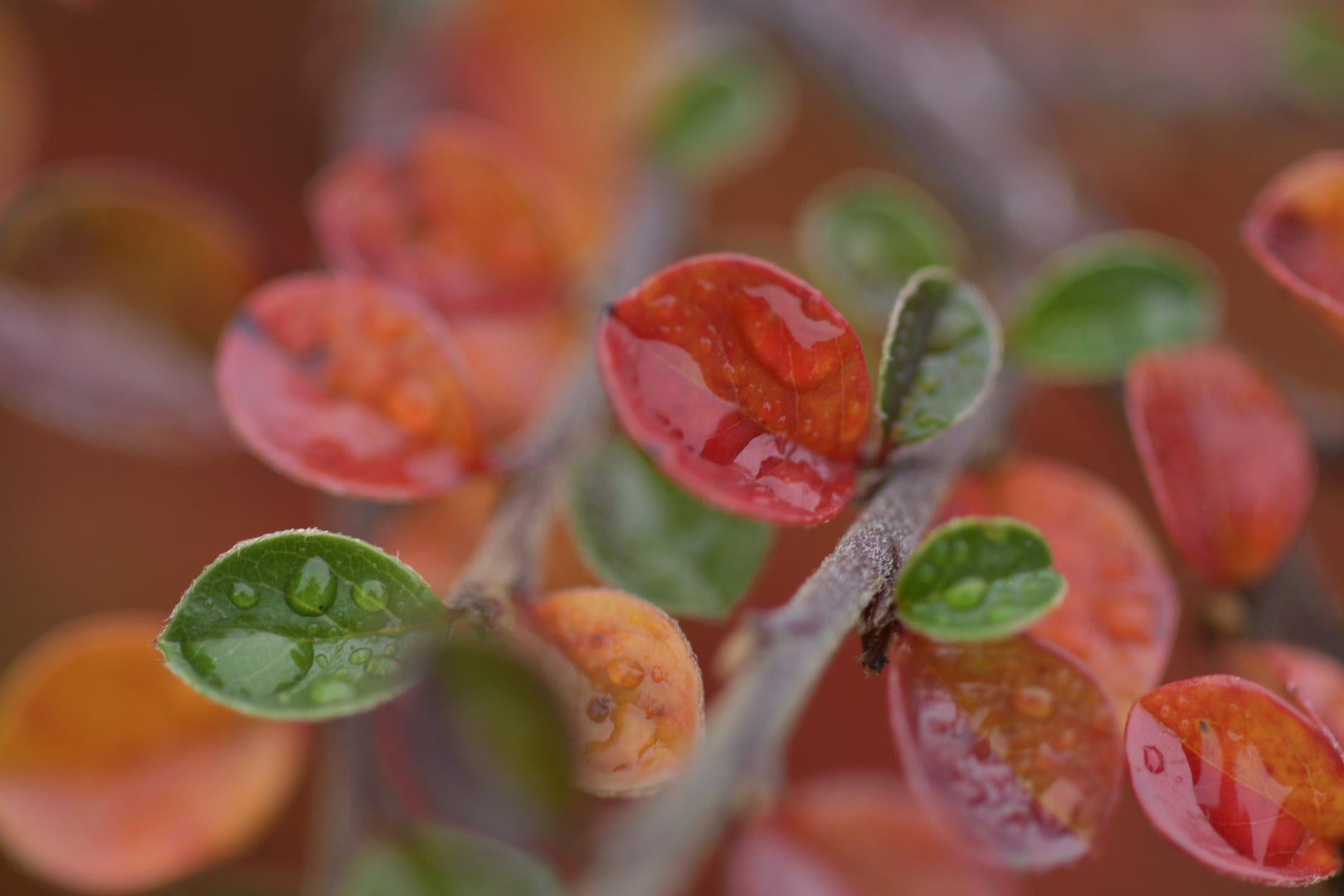 Boxwood leaves in aurumn