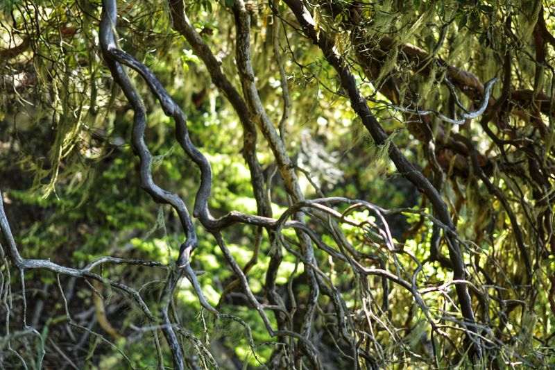 Dead Branches