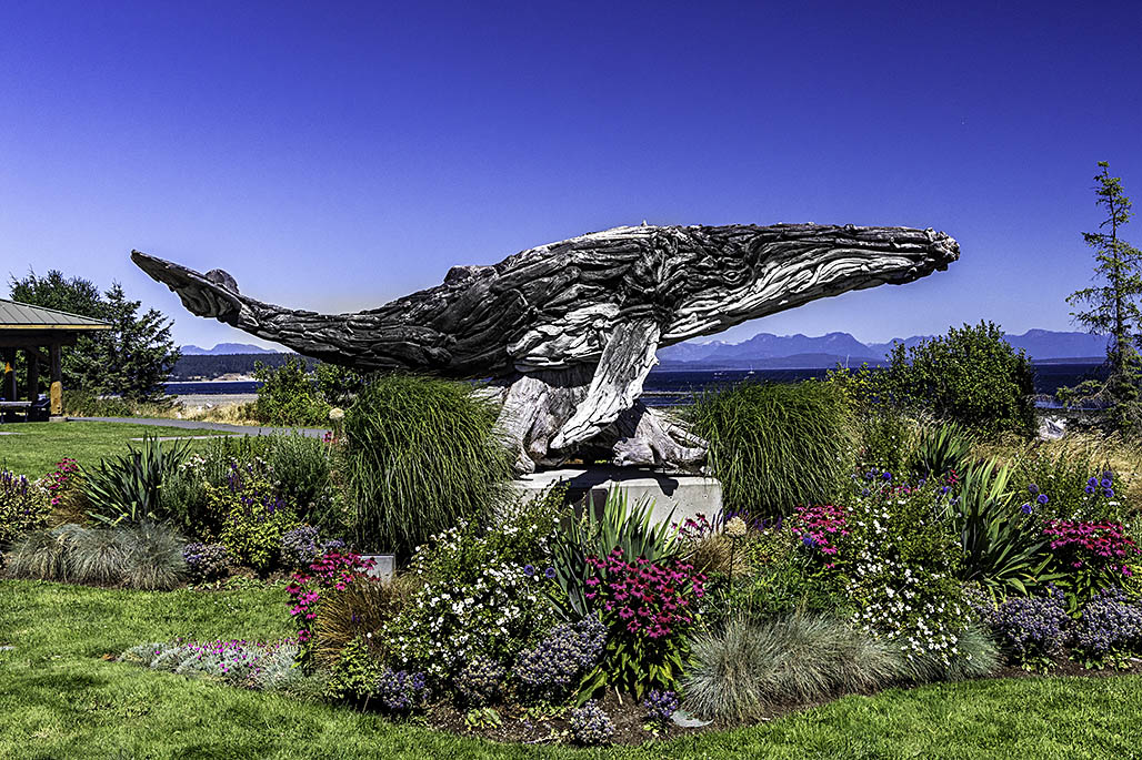 Driftwood whale