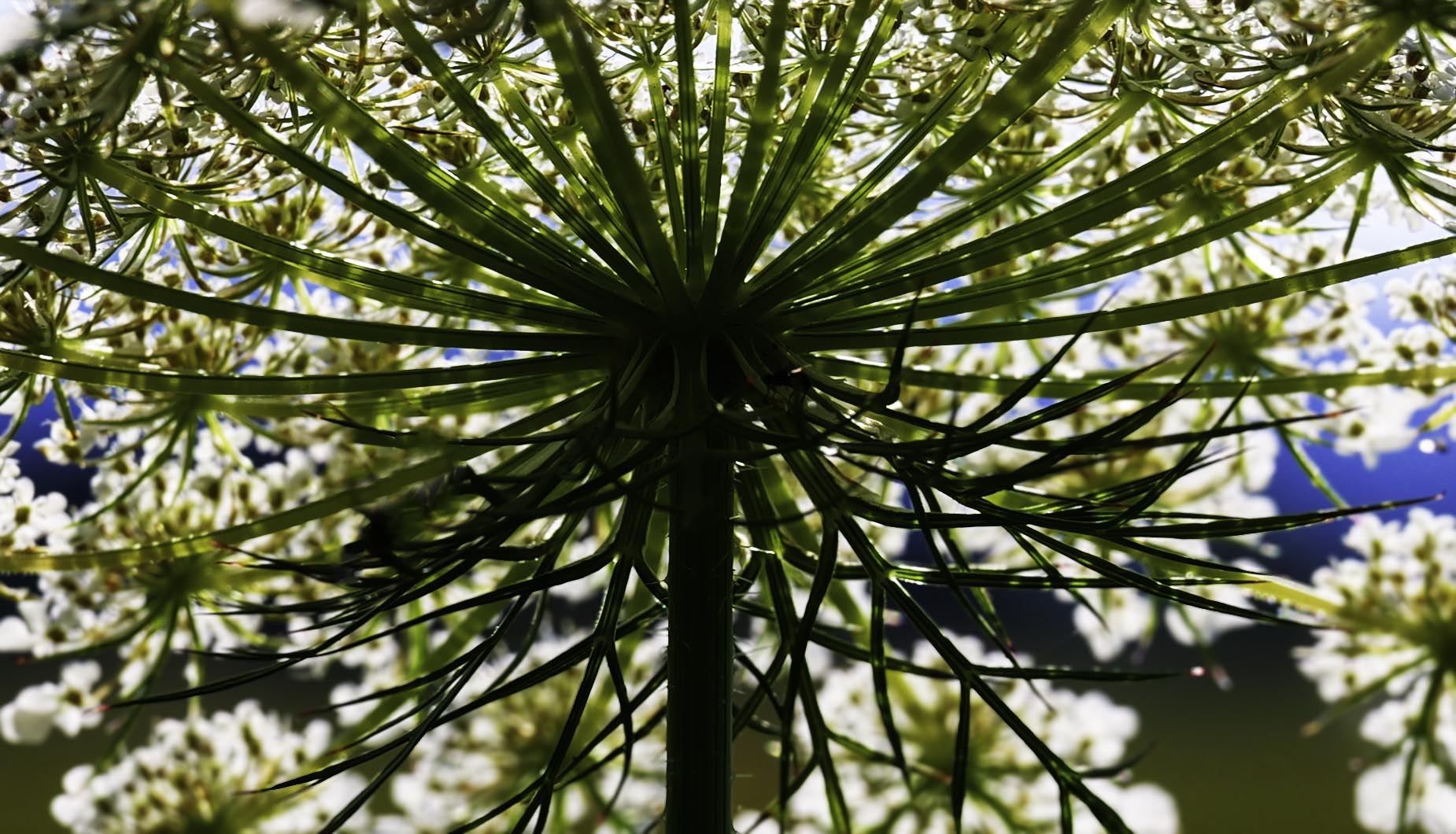Queen Anne's Lace
