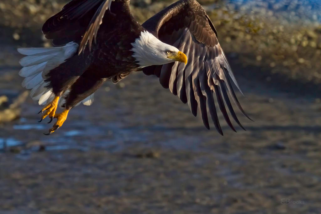 Eagle1
