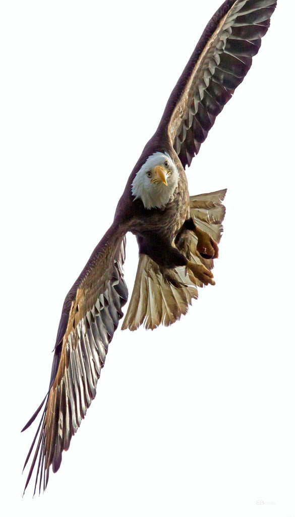 Eagle2