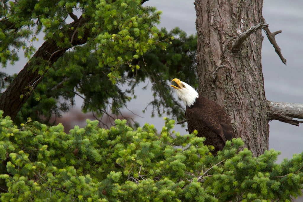 Calling from a tree