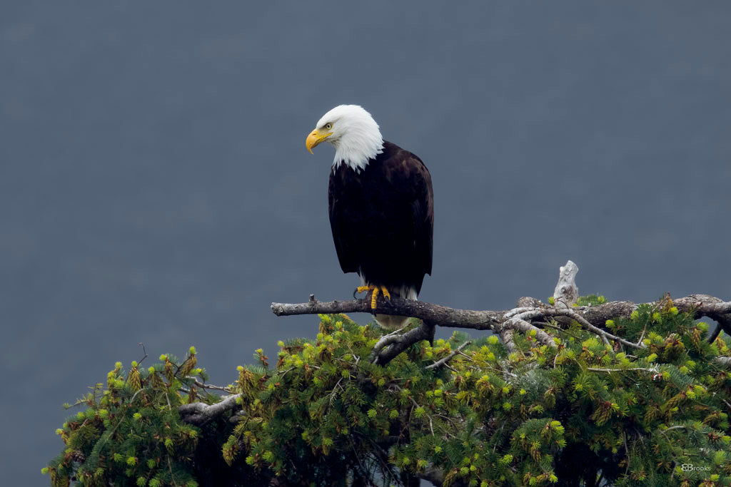 Eagle4
