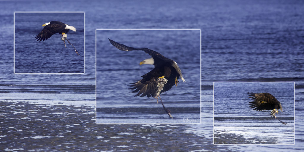 Eagle and Octopus