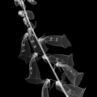 Foxglove - white on black