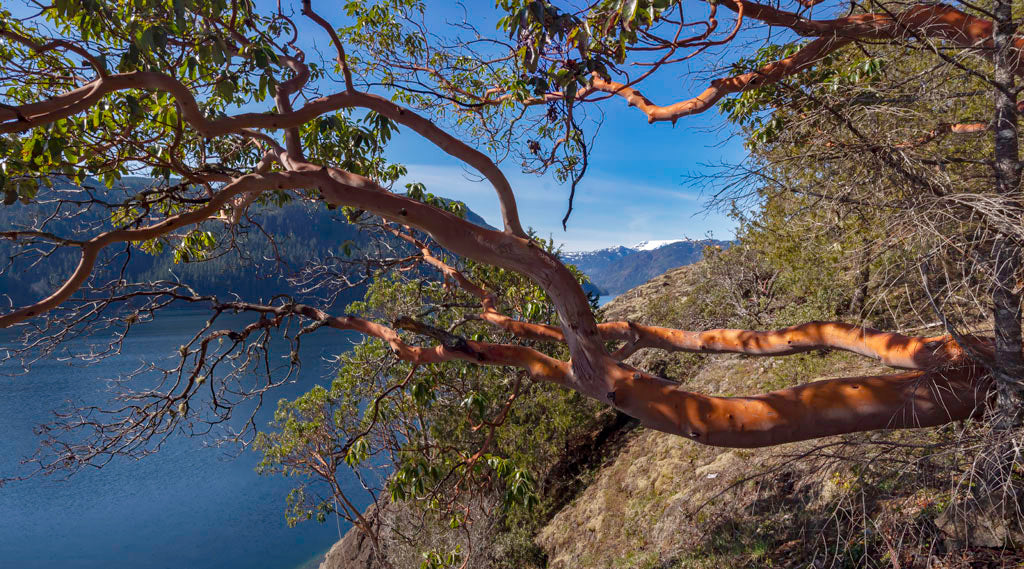 Glacier Through Arbutus Branches