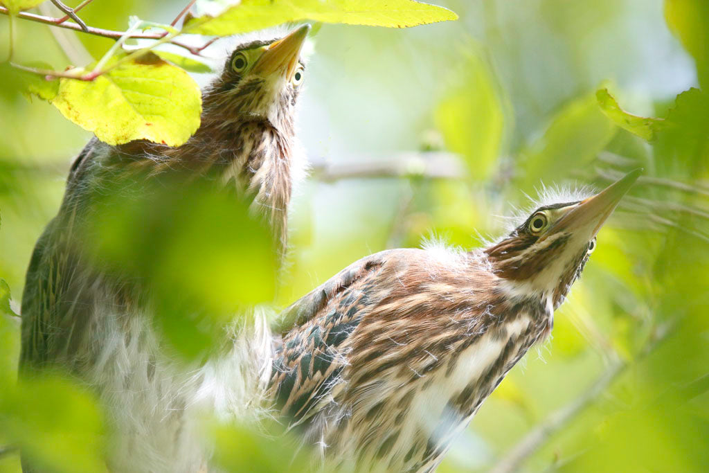 Green Herons