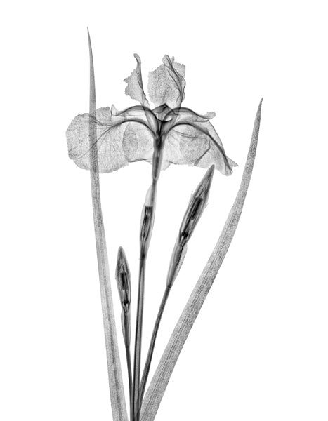 Japanese Iris