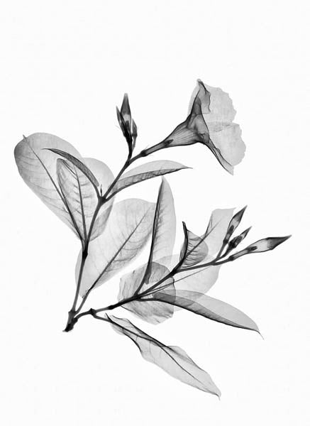 Mandevilla