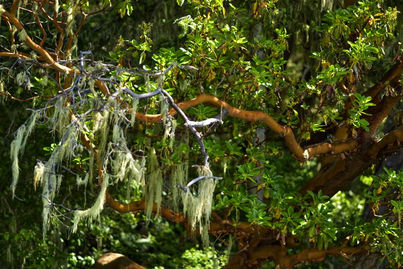 Old Man's Beard and Arbutus
