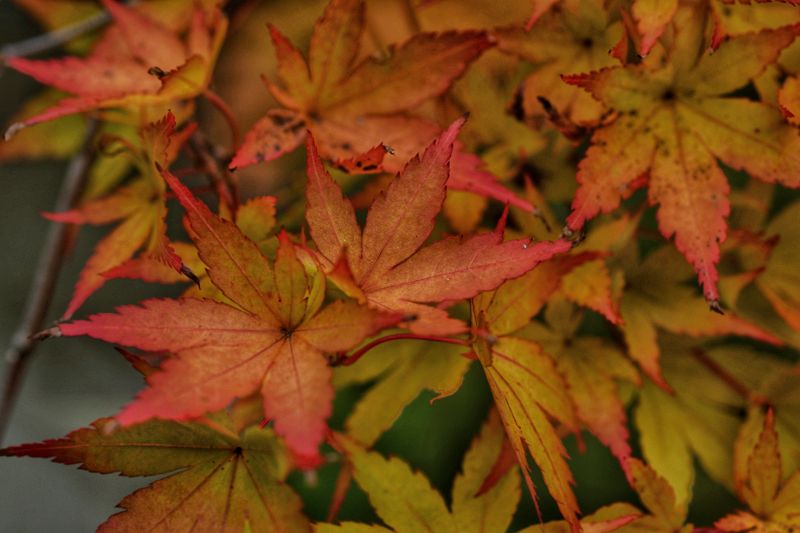 Orange Leaves - 24" X 36"