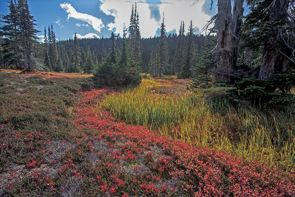 Autumn in Paradise 1