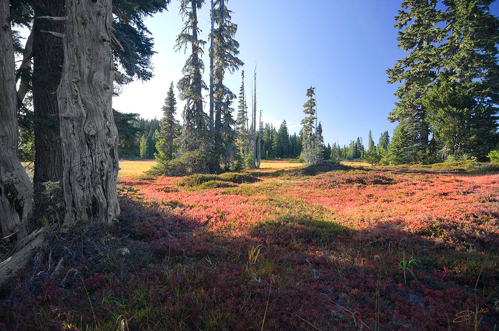 Trees in a Meadow