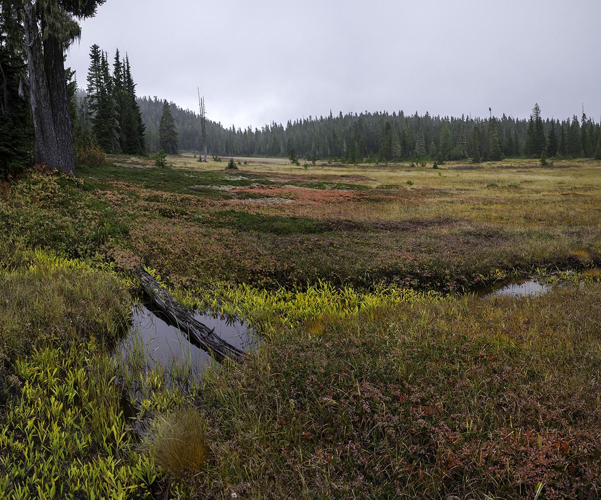 Alpine Meadow - 24" X 36"