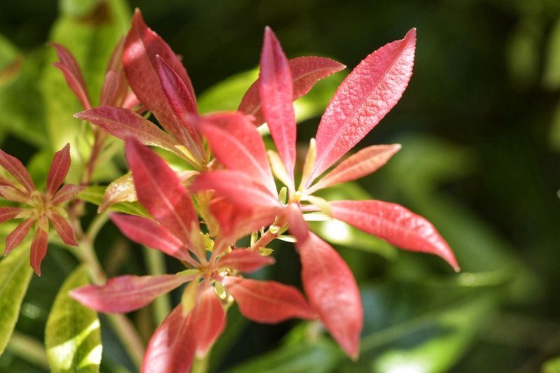 Red Leaves