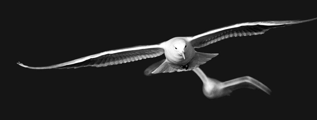 Sea Gull - 16" X 42"