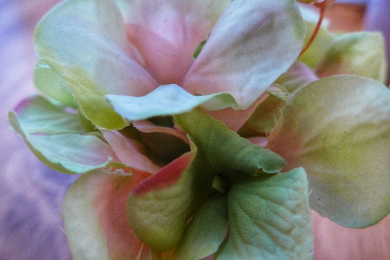 Silk Hydrangeas