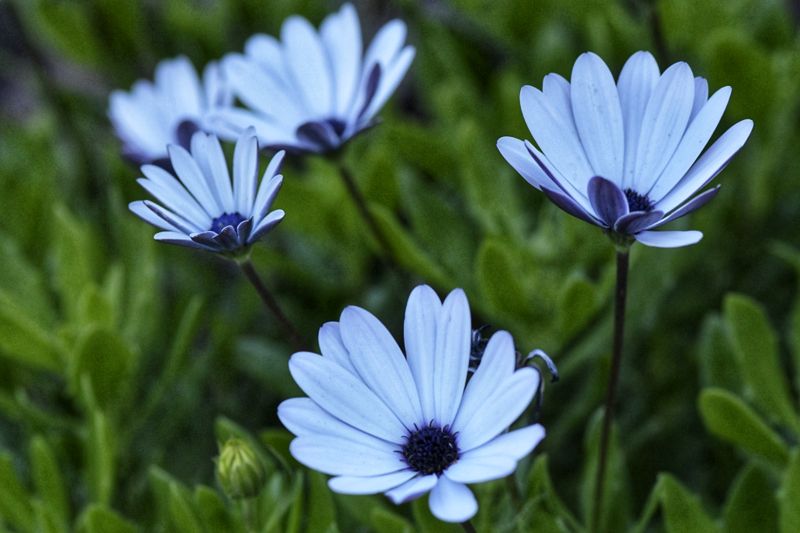 Pale blue daisy-thing