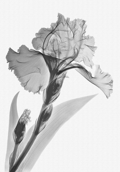 B&W Iris