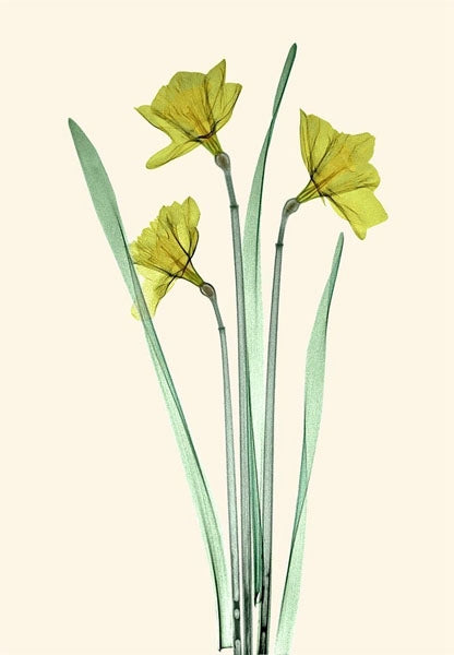 Daffodil trio