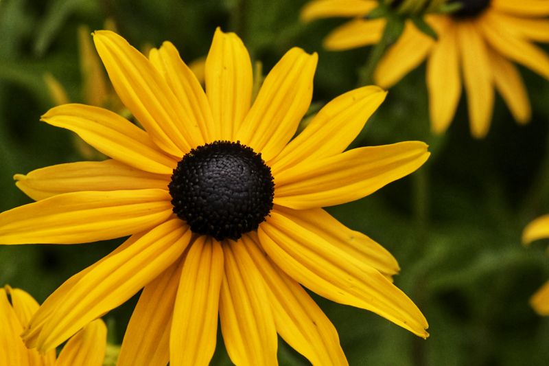 Black-Eyed Susan