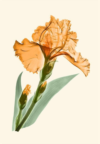Orange Iris