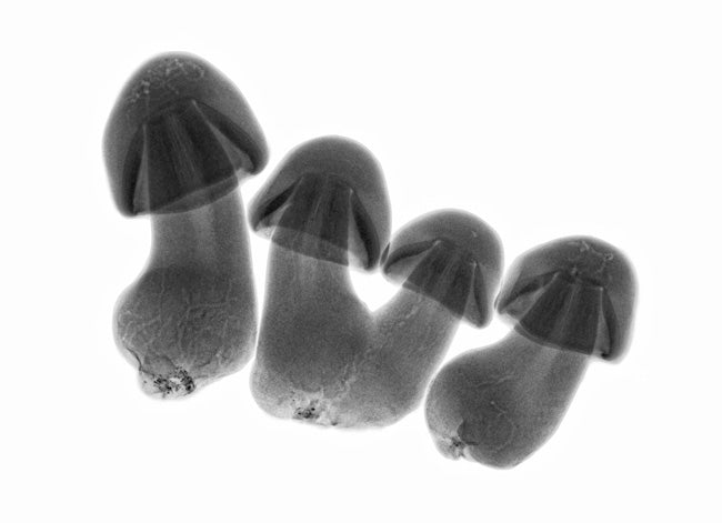 Four Mushroom Shadows