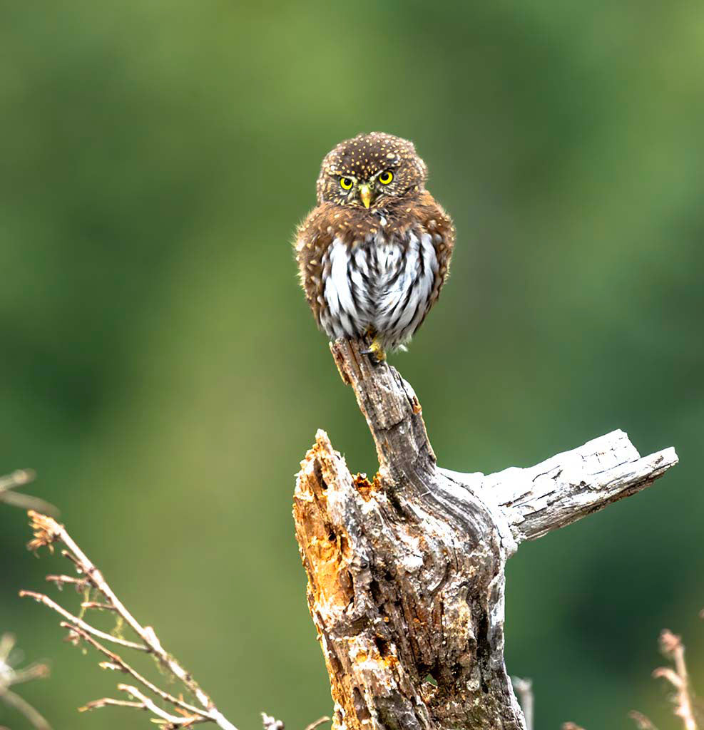 Pygmy Owl