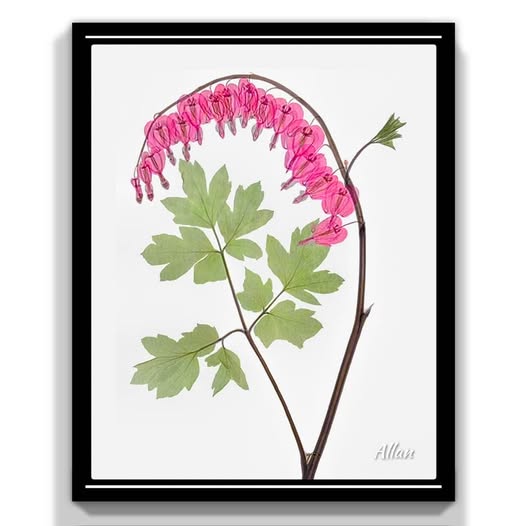 Pink Bleeding Heart