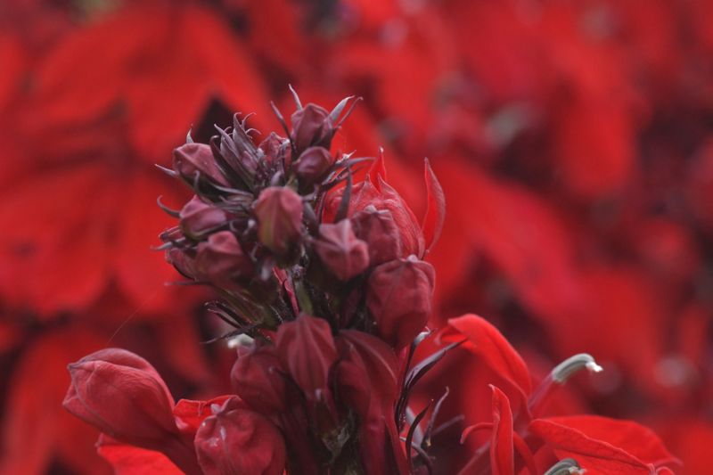 Something Red