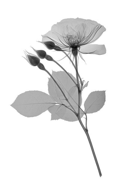 Black and White Rose